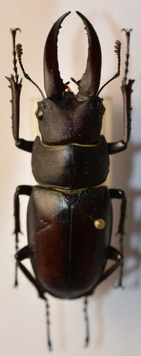 Prosopocoilus motschulskii